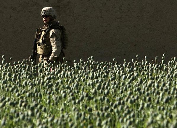 یک نظامی آمریکایی در یک کشتزار خشخاش در افغانستان